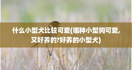 什么小型犬比较可爱(哪种小型狗可爱,又好养的?好养的小型犬)