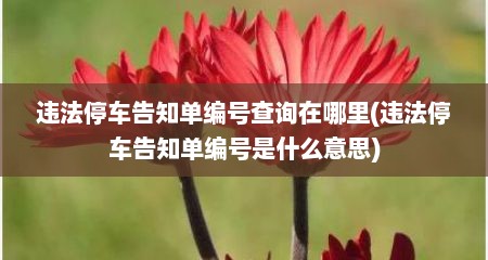 违法停车告知单编号查询在哪里(违法停车告知单编号是什么意思)