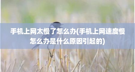 手机上网太慢了怎么办(手机上网速度慢怎么办是什么原因引起的)
