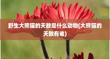 野生大熊猫的天敌是什么动物(大熊猫的天敌有谁)