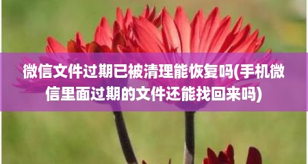 微信文件过期已被清理能恢复吗(手机微信里面过期的文件还能找回来吗)