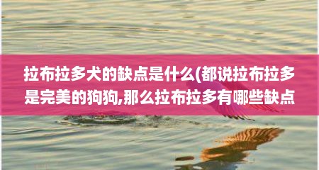 拉布拉多犬的缺点是什么(都说拉布拉多是完美的狗狗,那么拉布拉多有哪些缺点呢?)