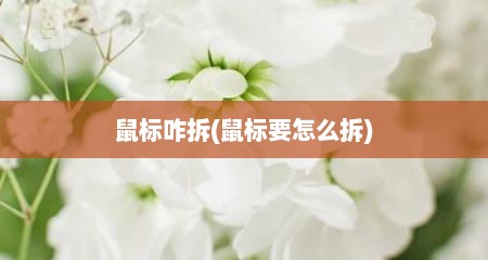 鼠标咋拆(鼠标要怎么拆)