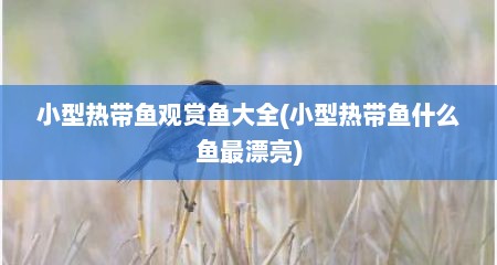 小型热带鱼观赏鱼大全(小型热带鱼什么鱼最漂亮)