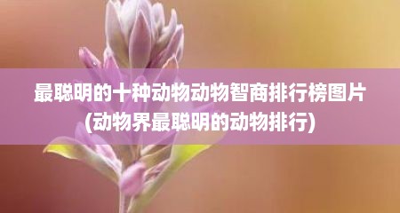 最聪明的十种动物动物智商排行榜图片(动物界最聪明的动物排行)