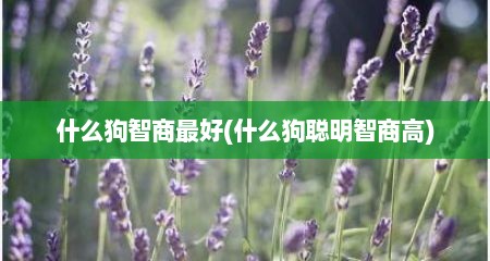 什么狗智商最好(什么狗聪明智商高)