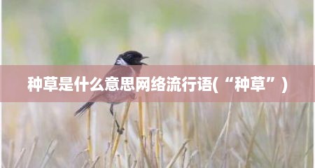 种草是什么意思网络流行语(“种草”)