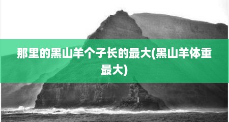 那里的黑山羊个子长的最大(黑山羊体重最大)