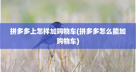 拼多多上怎样加购物车(拼多多怎么能加购物车)