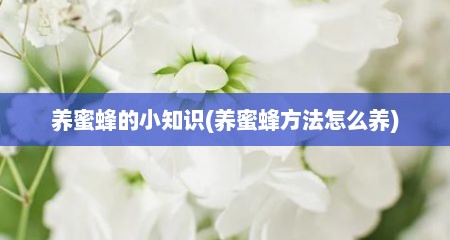养蜜蜂的小知识(养蜜蜂方法怎么养)