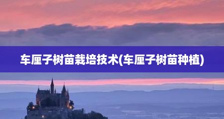车厘子树苗栽培技术(车厘子树苗种植)