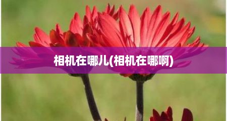 相机在哪儿(相机在哪啊)