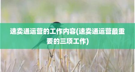 速卖通运营的工作内容(速卖通运营最重要的三项工作)