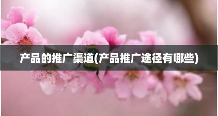 产品的推广渠道(产品推广途径有哪些)