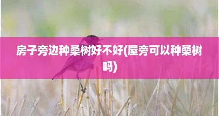 房子旁边种桑树好不好(屋旁可以种桑树吗)