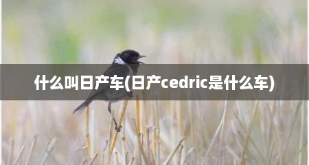 什么叫日产车(日产cedric是什么车)