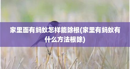 家里面有蚂蚁怎样能除根(家里有蚂蚁有什么方法根除)