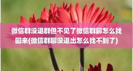 微信群没退群但不见了微信群聊怎么找回来(微信群聊没退出怎么找不到了)