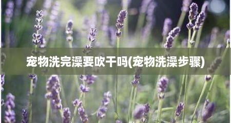 宠物洗完澡要吹干吗(宠物洗澡步骤)
