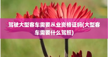 驾驶大型客车需要从业资格证吗(大型客车需要什么驾照)