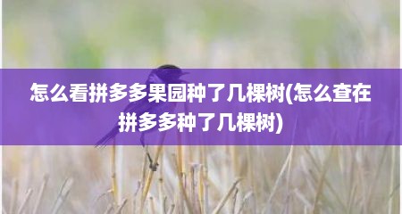 怎么看拼多多果园种了几棵树(怎么查在拼多多种了几棵树)