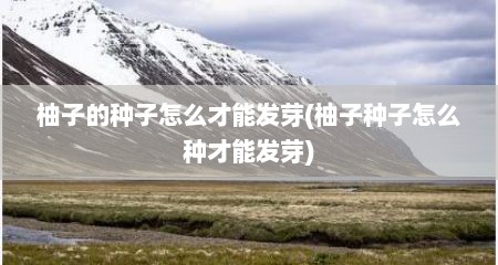 柚子的种子怎么才能发芽(柚子种子怎么种才能发芽)