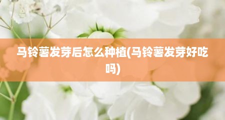 马铃薯发芽后怎么种植(马铃薯发芽好吃吗)