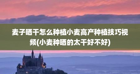 麦子晒干怎么种植小麦高产种植技巧视频(小麦种晒的太干好不好)
