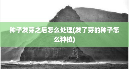 种子发芽之后怎么处理(发了芽的种子怎么种植)