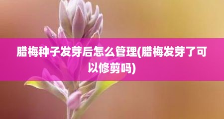 腊梅种子发芽后怎么管理(腊梅发芽了可以修剪吗)