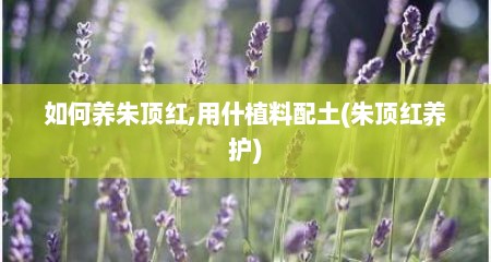 如何养朱顶红,用什植料配土(朱顶红养护)
