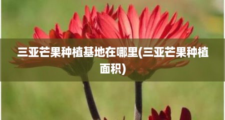 三亚芒果种植基地在哪里(三亚芒果种植面积)