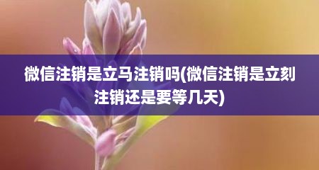 微信注销是立马注销吗(微信注销是立刻注销还是要等几天)
