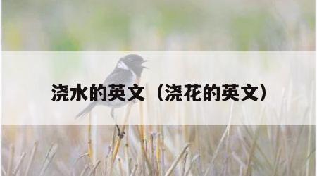 浇水的英文（浇花的英文）