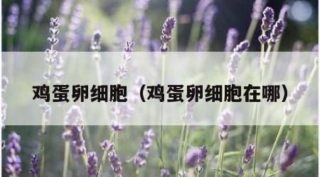 鸡蛋卵细胞（鸡蛋卵细胞在哪）