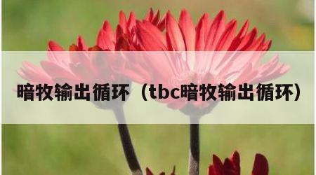 暗牧输出循环（tbc暗牧输出循环）