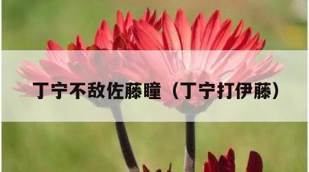 丁宁不敌佐藤瞳（丁宁打伊藤）