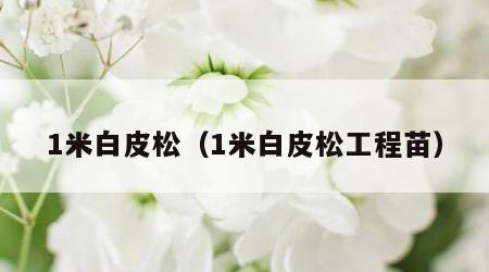1米白皮松（1米白皮松工程苗）