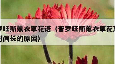普罗旺斯薰衣草花语（普罗旺斯薰衣草花期开始时间长的原因）
