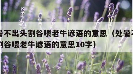 处暑不出头割谷喂老牛谚语的意思（处暑不出头割谷喂老牛谚语的意思10字）