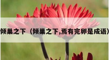 倾巢之下（倾巢之下,焉有完卵是成语）
