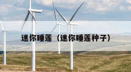 迷你睡莲（迷你睡莲种子）