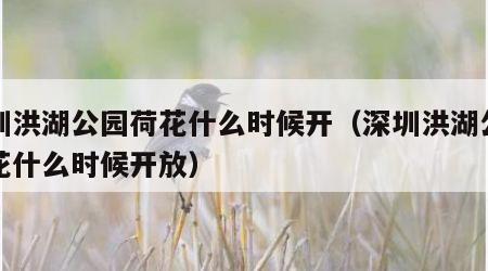 深圳洪湖公园荷花什么时候开（深圳洪湖公园荷花什么时候开放）