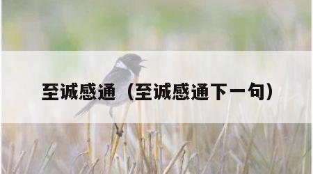 至诚感通（至诚感通下一句）