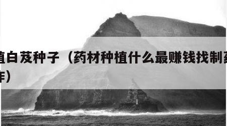 种植白芨种子（药材种植什么最赚钱找制药厂合作）