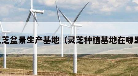 灵芝盆景生产基地（灵芝种植基地在哪里）