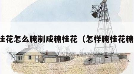 桂花怎么腌制成糖桂花（怎样腌桂花糖）