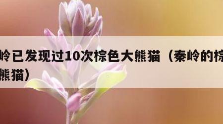 秦岭已发现过10次棕色大熊猫（秦岭的棕色大熊猫）