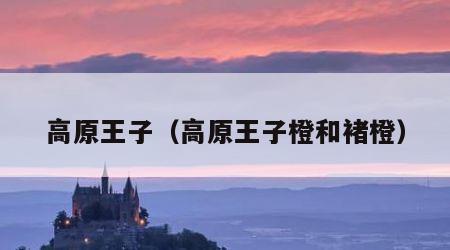高原王子（高原王子橙和褚橙）