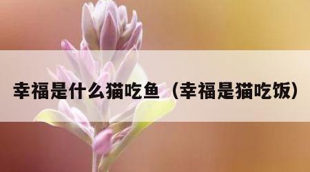 幸福是什么猫吃鱼（幸福是猫吃饭）